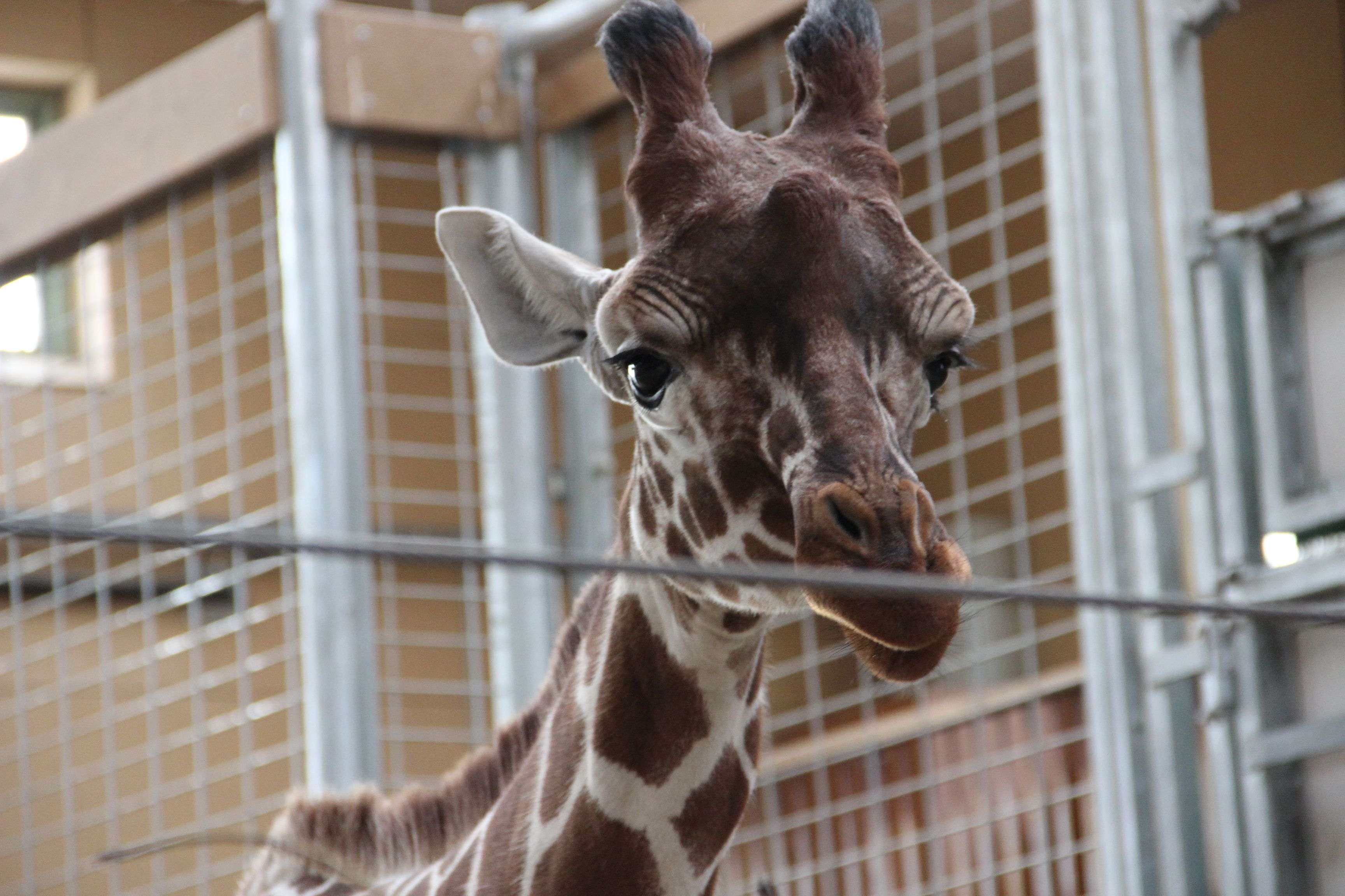 Temaweekend I Zoo Odense Renovation