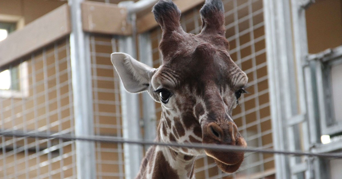 Temaweekend I Zoo Odense Renovation Temaweekend I Zoo Odense Renovation